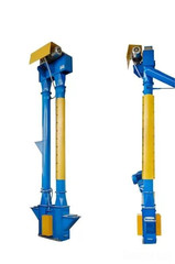 Нория пятачковая