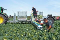 Транспортер для уборки капусты