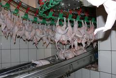 Конвейер для птицефабрики | Не переплачивай посредникам