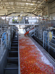 Конвейер для яблок | Не переплачивай посредникам