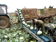 Конвейер для капусты | Не переплачивай посредникам